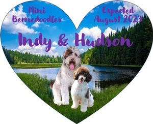 Mini Bernedoodles (Indy & Hudson)